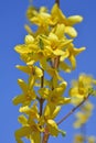 Forsythia Lynwood Flowers