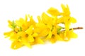 Forsythia Oleaceae flowers blossoms isolated on white background Royalty Free Stock Photo