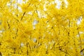 Forsythia petals close up. Blooming Easter tree in the garden. Spring yellow floral wallpaper. Golden flowers of forsythia bush Royalty Free Stock Photo