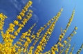 Forsythia Royalty Free Stock Photo