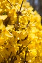 Forsythia