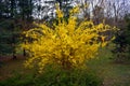 Forsythia shrub with beautiful yellow flowers in the park 2