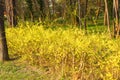 Forsythia shrub with beautiful yellow flowers in the park 2