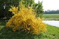 Forsythia shrub blooming with many beautiful little bright yellow flowers spring time