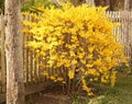 Forsythia shrub blooming with many beautiful little bright yellow flowers spring time Royalty Free Stock Photo