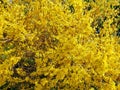 Forsythia shrub blooming with many beautiful little bright yellow flowers spring time Royalty Free Stock Photo