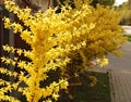 Forsythia shrub blooming with many beautiful little bright yellow flowers spring time Royalty Free Stock Photo