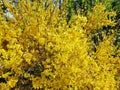 Forsythia shrub blooming with many beautiful little bright yellow flowers spring time Royalty Free Stock Photo