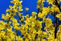 Forsythia spring colours Royalty Free Stock Photo