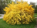 Forsythia shrub blooming with many beautiful little bright yellow flowers spring time Royalty Free Stock Photo