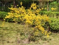 Forsythia shrub blooming with many beautiful little bright yellow flowers spring time Royalty Free Stock Photo
