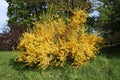 Forsythia shrub blooming with many beautiful little bright yellow flowers spring time Royalty Free Stock Photo