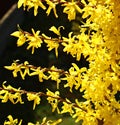 Forsythia shrub blooming with many beautiful little bright yellow flowers spring time Royalty Free Stock Photo