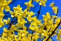 Forsythia yellow and blue sky Royalty Free Stock Photo