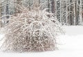 Forsythia shrub covered in newly fallen white Winter snow near forest trees