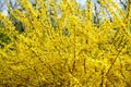Forsythia shrub with vivid yellow flowers is the first sign of upcoming spring. Background and copy space