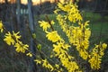 Forsythia shrub yellow flowers