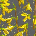 Forsythia.Spring flowers. Yellow flowering shrub. Garden plants. Botanical illustration. Yellow spring forsythia branches. Royalty Free Stock Photo