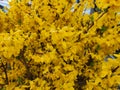 Forsythia suspensa, a Chinese herb, has many properties in Chinese textbooks.