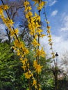 Forsythia suspensa, a Chinese herb, has many properties in Chinese textbooks.