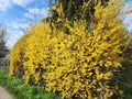 Forsythia suspensa, a Chinese herb, has many properties in Chinese textbooks, helping to detoxify, drive heat, relieve swelling.