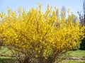 Forsythia suspensa flowers plant blooming, announcing the beginning of spring