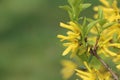 Forsythia suspensa (weeping forsythia) Royalty Free Stock Photo