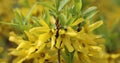 Forsythia suspensa (weeping forsythia) Royalty Free Stock Photo