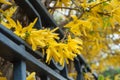 Forsythia tree in a garden of a wrought iron gate