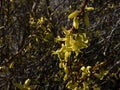 Forsythia twig with yellow blooms over dark earth in spring Royalty Free Stock Photo