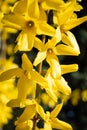 Forsythia Vahl is a genus of angiosperm plants