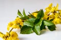 Forsythia Forsythia Vahl yellow flowers on a twig, bud of green leaves, macro isolated on white background Royalty Free Stock Photo