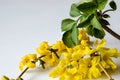 Forsythia Forsythia Vahl yellow flowers on a twig, bud of green leaves, macro isolated on white background Royalty Free Stock Photo