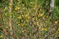 Forsythia Royalty Free Stock Photo