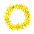 Forsythia wreath, Golden Bell festive decoration garland template. Easter tree chaplet