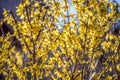 Forsythia in yellow blooming. Is a genus of flowering plants in the olive family Oleaceae. Royalty Free Stock Photo