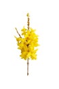 Forsythia yellow flowers blooming in spring season. Sunny flower. Symbol of spring Royalty Free Stock Photo