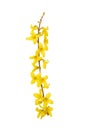 Forsythia yellow flowers blooming in spring season. Sunny flower. Symbol of spring Royalty Free Stock Photo