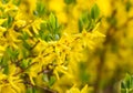 Forsythia yellow flowers in spring season. Golden bell, border forsythia plant in flowering Royalty Free Stock Photo