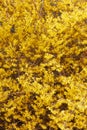 Forsythia, yellow flowers texture background Royalty Free Stock Photo