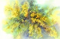 Forsythia yellow flowers watercolor background