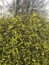 Forsythia yellow spring bush plant Royalty Free Stock Photo