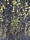 Forsythia yellow spring bush plant Royalty Free Stock Photo