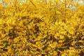 Forsythia, yellow spring flowers background Royalty Free Stock Photo