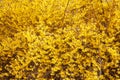 Forsythia, yellow spring flowers background Royalty Free Stock Photo