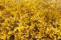 Forsythia, yellow spring flowers background Royalty Free Stock Photo