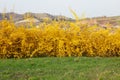 Forsythia, yellow spring flowers and green grass Royalty Free Stock Photo