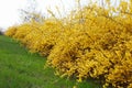 Forsythia, yellow spring flowers Royalty Free Stock Photo