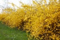 Forsythia, yellow spring flowers hedge, green grass