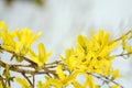 Forsythias Royalty Free Stock Photo